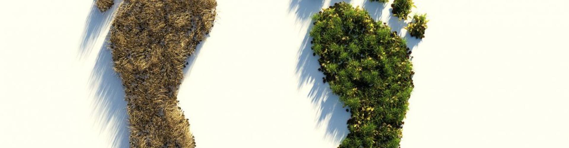 Ecological Footprint